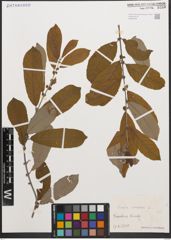 Foto von Salix cinerea L.